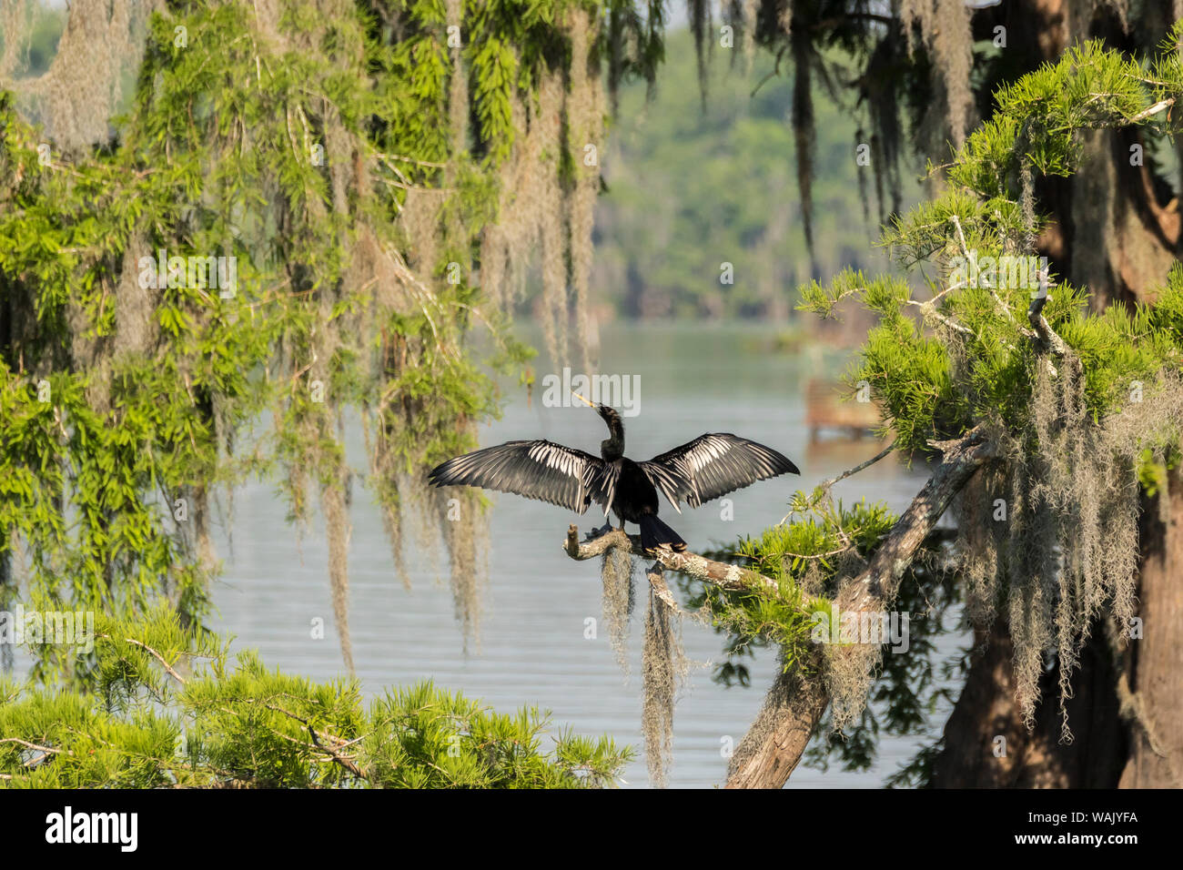 USA, Louisiana, Lake Martin. Anhinga drying its wings. Credit as: Cathy and Gordon Illg / Jaynes Gallery / DanitaDelimont.com Stock Photo