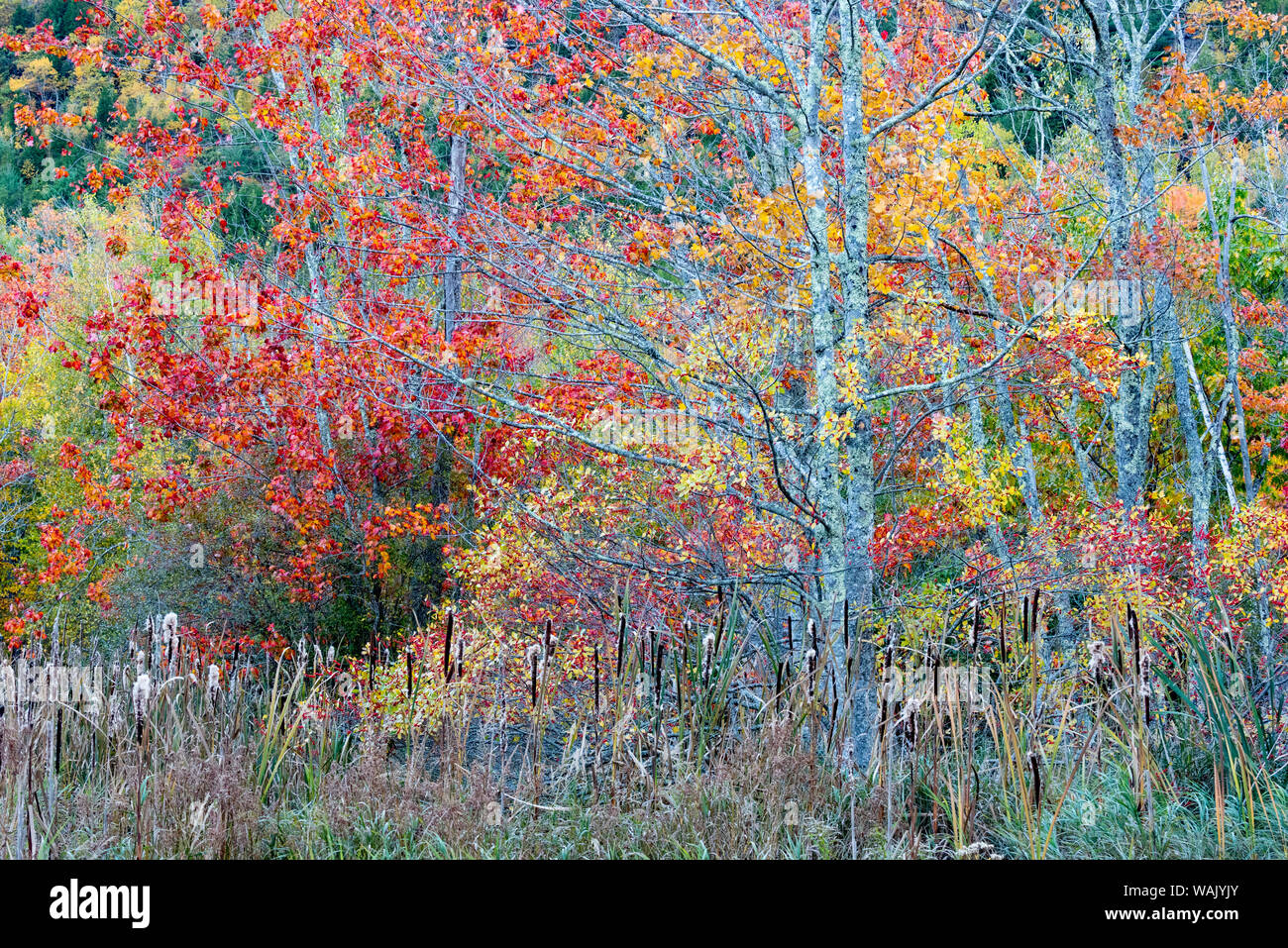 USA, Maine. Colorful autumn foliage in the forests of Sieur de Monts, Acadia National Park. Stock Photo
