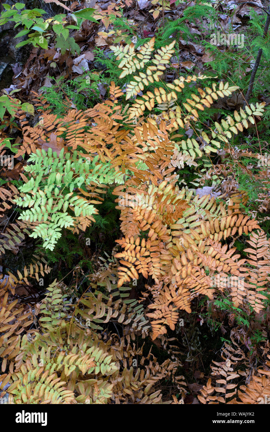 USA, Maine. Royal Ferns (Osmunda regalis) growing along Duck Brook, Acadia National Park. Stock Photo