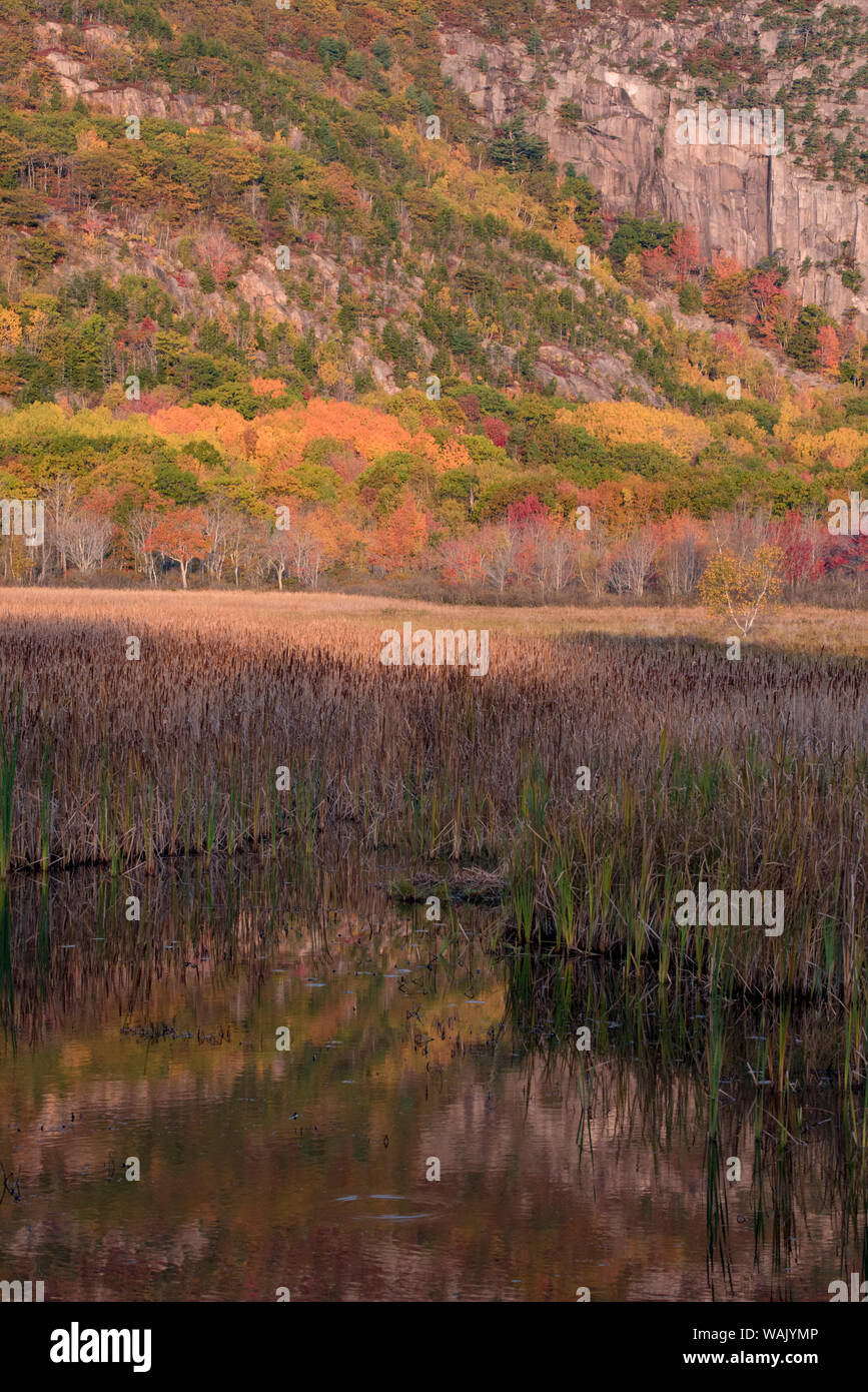 USA, Maine. Autumn foliage reflected in a pond, Acadia National Park. Stock Photo