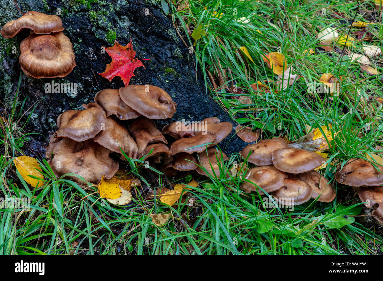 Golden honey mushrooms on oak trunk in the Upper Peninsula of Michigan