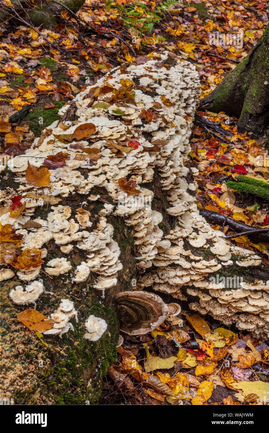 Oyster mushrooms on decaying log in Porcupine Mountains Wilderness
