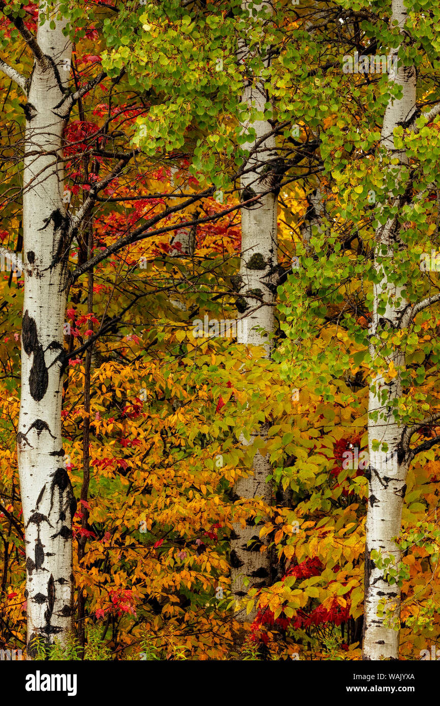 Upper peninsula fall color hi-res stock photography and images - Alamy