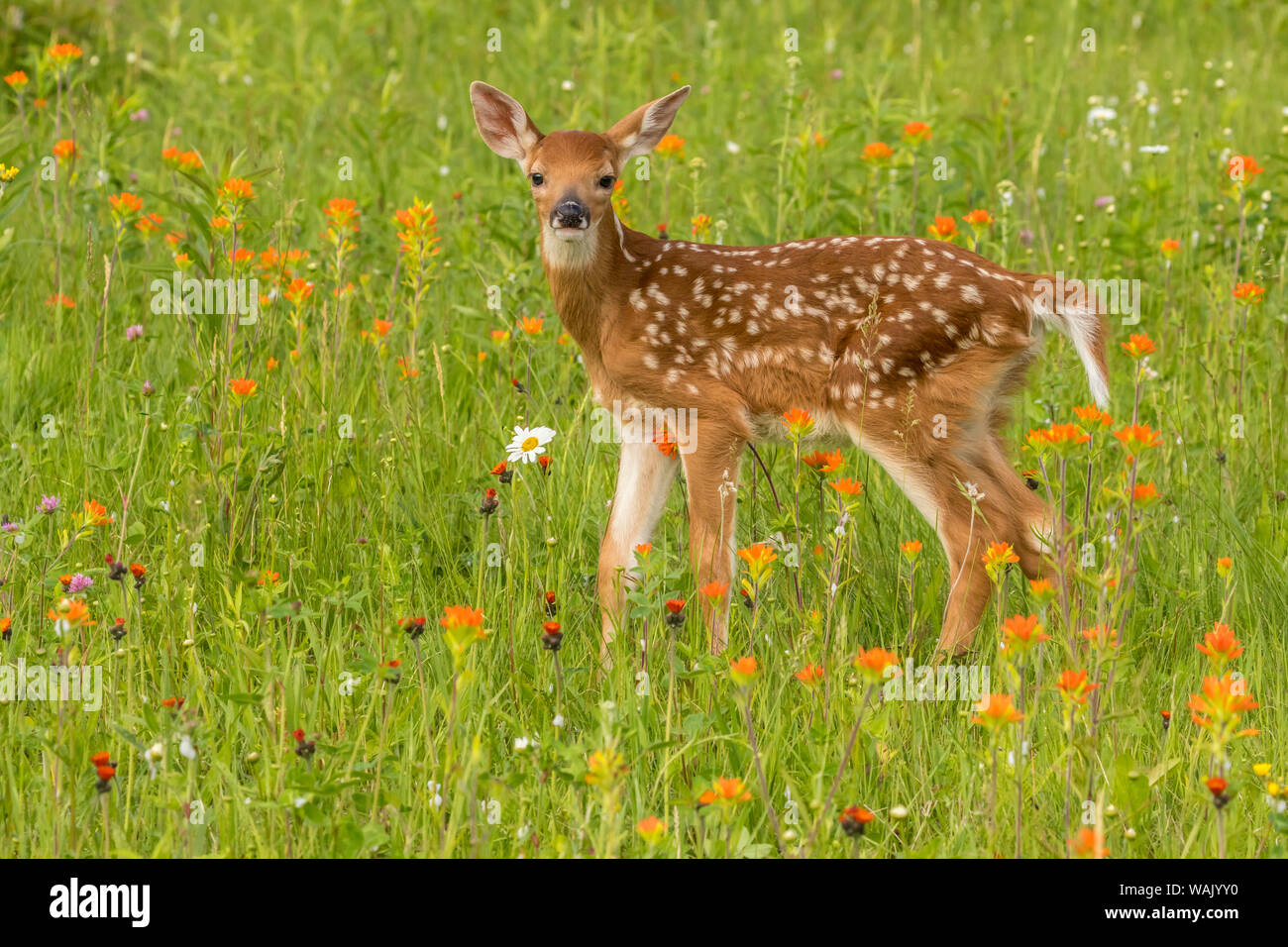 Pine County. Captive fawn. Credit as: Cathy and Gordon Illg / Jaynes Gallery / DanitaDelimont.com Stock Photo