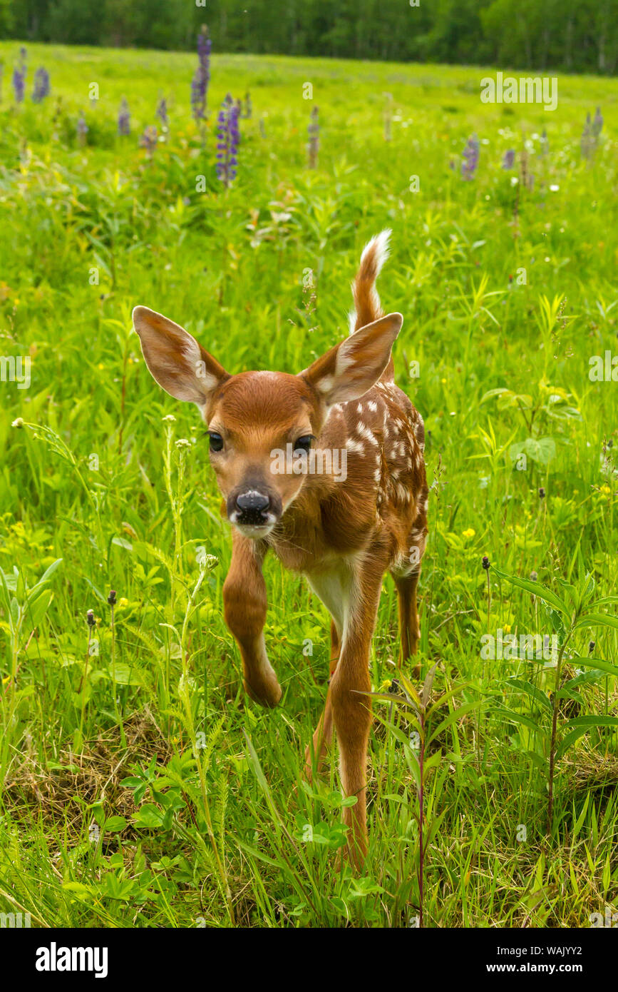 Pine County. Captive fawn. Credit as: Cathy and Gordon Illg / Jaynes Gallery / DanitaDelimont.com Stock Photo