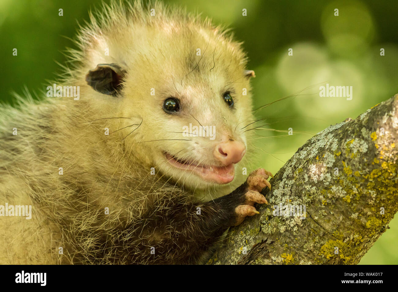 Pine County. Captive adult opossum. Credit as: Cathy and Gordon Illg / Jaynes Gallery / DanitaDelimont.com Stock Photo