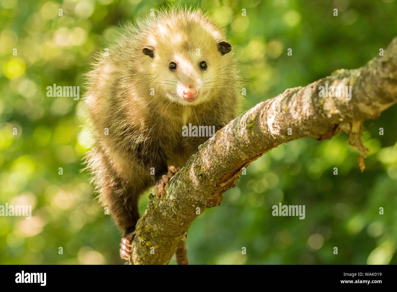 Pine County. Captive adult opossum. Credit as: Cathy and Gordon Illg / Jaynes Gallery / DanitaDelimont.com Stock Photo