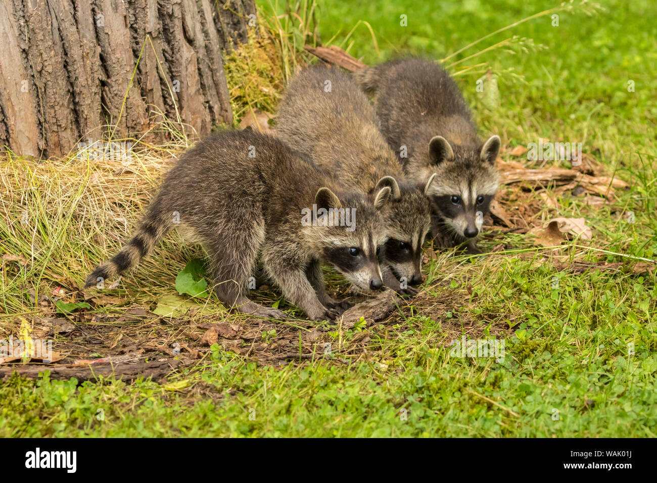 Raccoon babies hi-res stock photography and images - Alamy Raccoon babies hi-res stock photography and images - Alamy