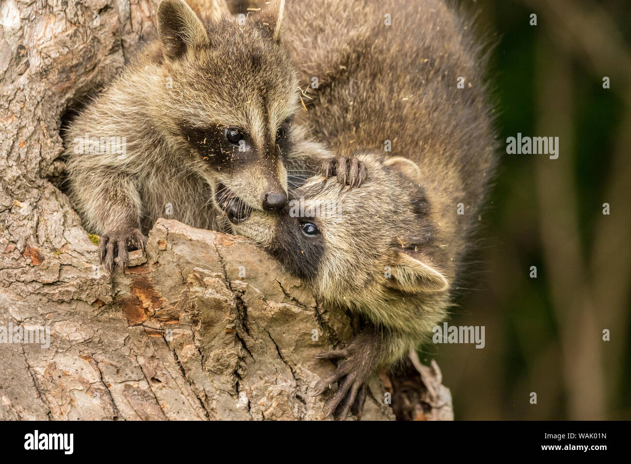 Pine County. Captive raccoon babies. Credit as: Cathy and Gordon Illg / Jaynes Gallery / DanitaDelimont.com Stock Photo