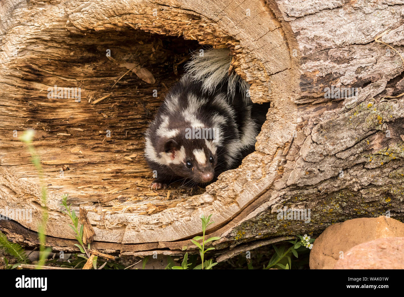 Pine County. Captive spotted skunk. Credit as: Cathy and Gordon Illg / Jaynes Gallery / DanitaDelimont.com Stock Photo