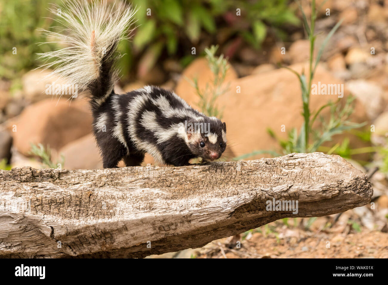 Pine County. Captive spotted skunk. Credit as: Cathy and Gordon Illg / Jaynes Gallery / DanitaDelimont.com Stock Photo