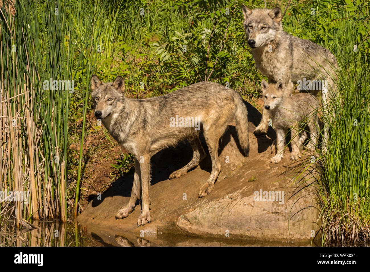 Pine County. Gray wolf family. Credit as: Cathy and Gordon Illg / Jaynes Gallery / DanitaDelimont.com Stock Photo