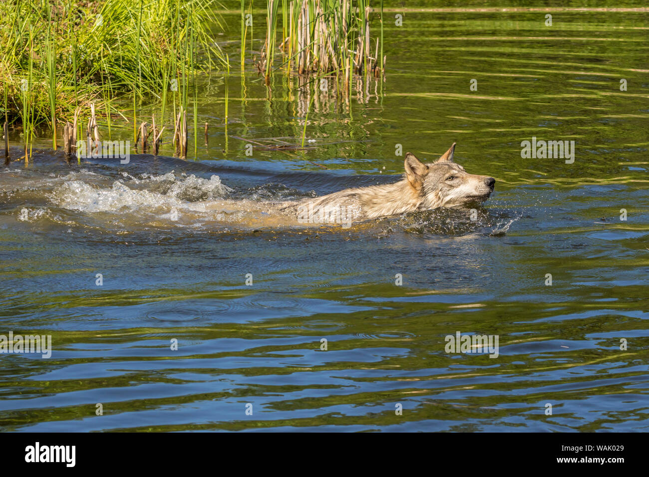 Pine County. Captive gray wolf swimming. Credit as: Cathy and Gordon Illg / Jaynes Gallery / DanitaDelimont.com Stock Photo