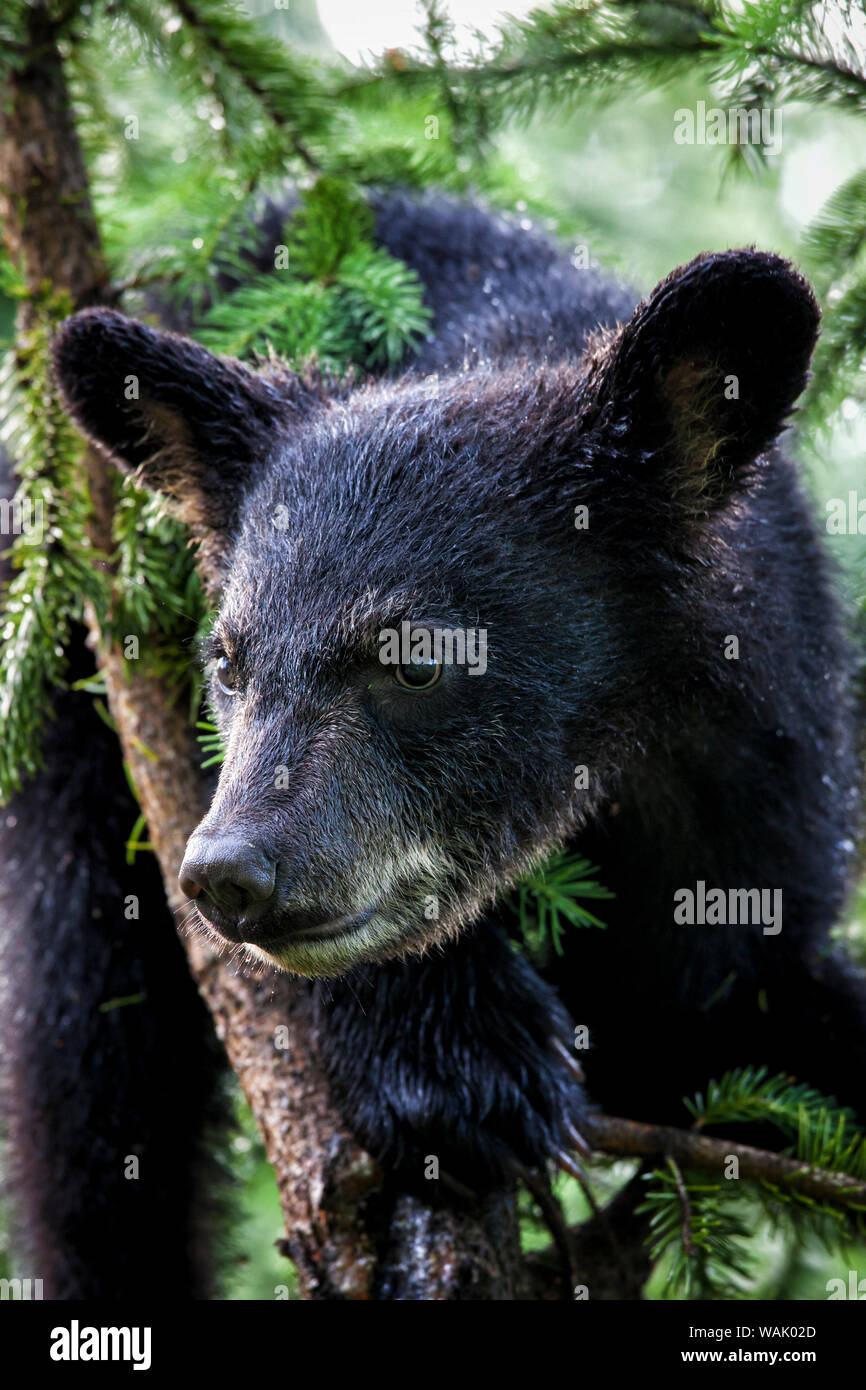USA, Minnesota Wildlife Connection, Sandborn, Minnesota. A black bear cub climbing in a tree. Stock Photo