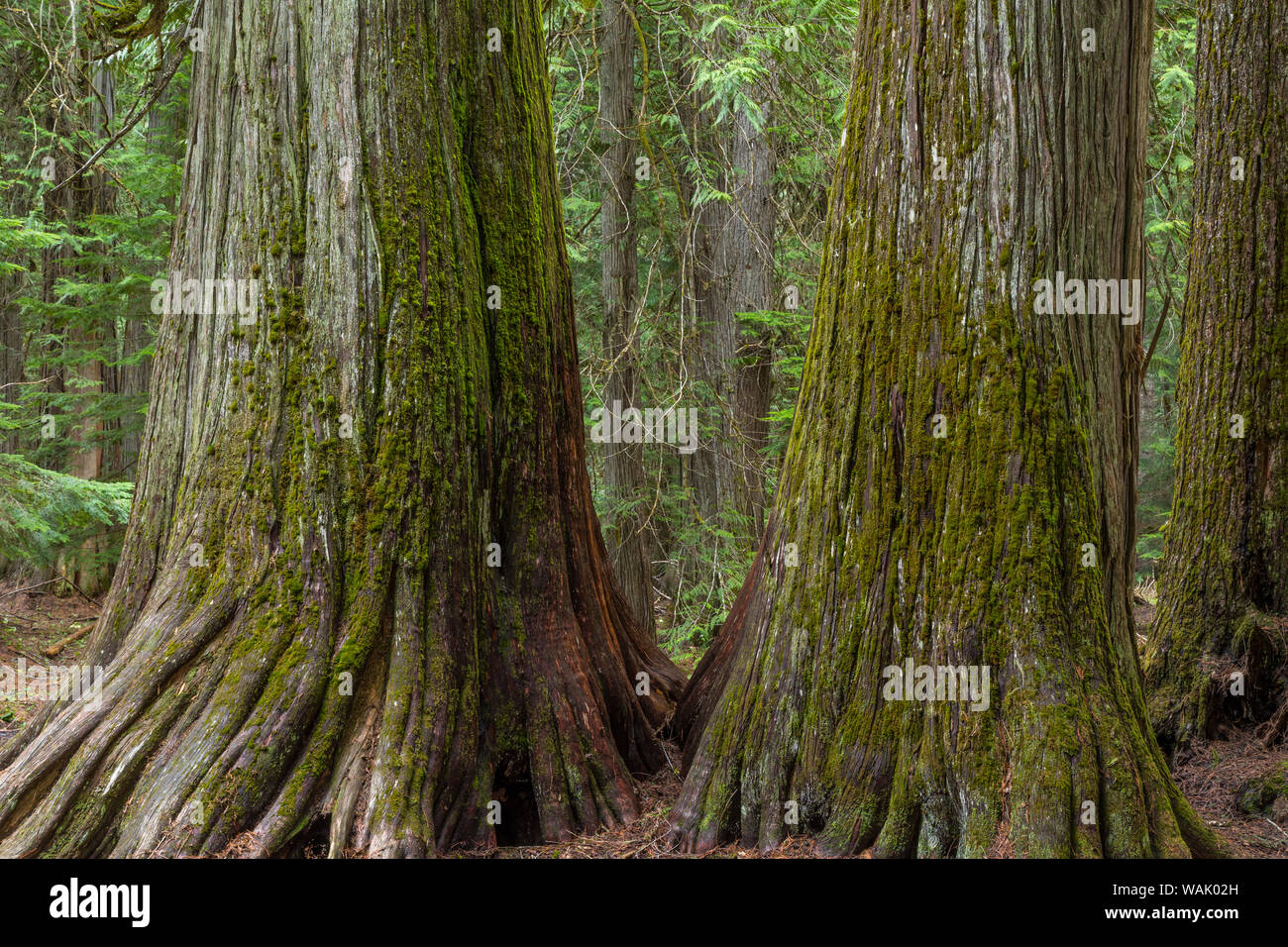 USA, Montana, Kootenai National Forest. Old growth western red cedar