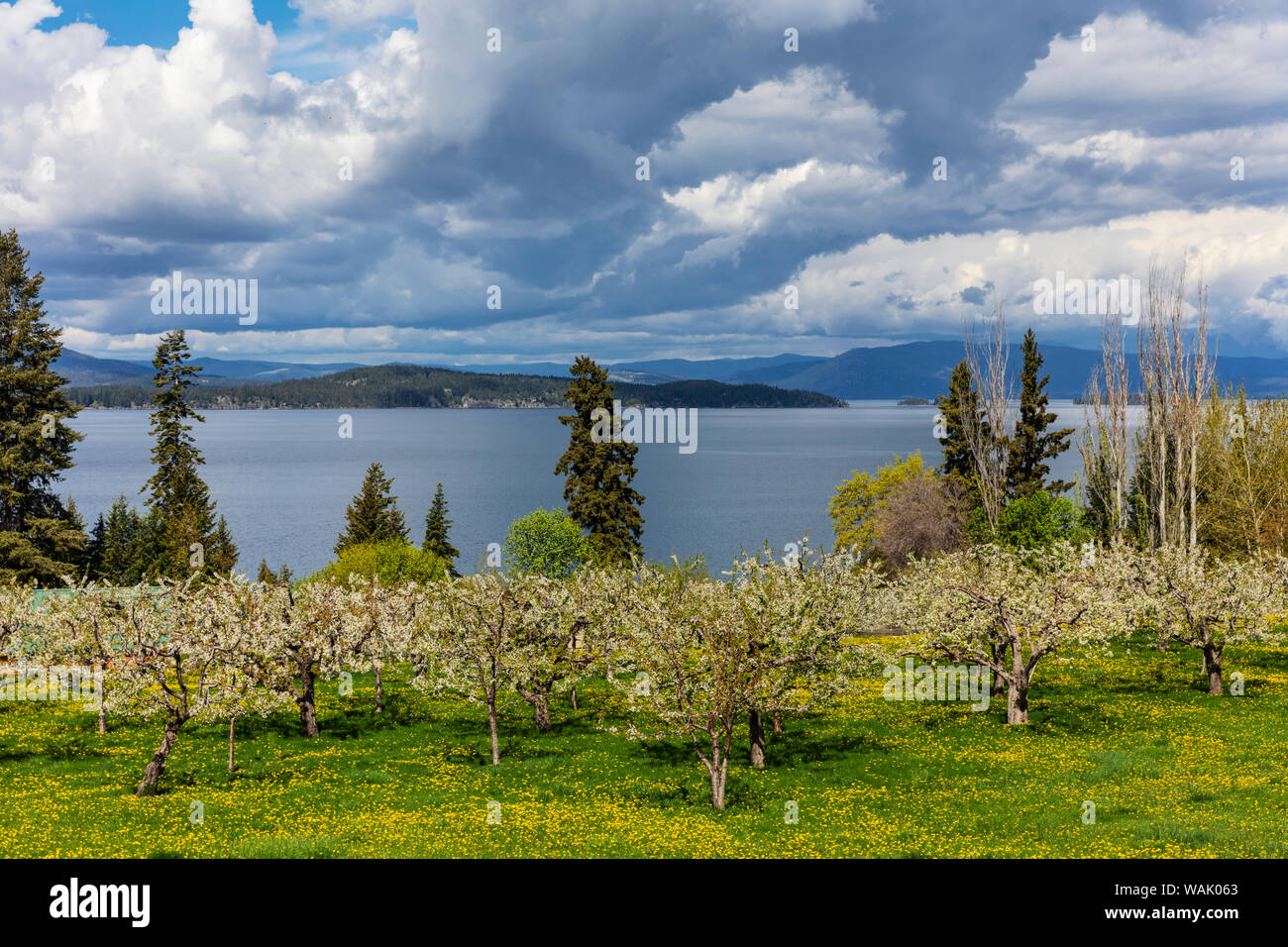Cherry orchard usa hires stock photography and images Alamy