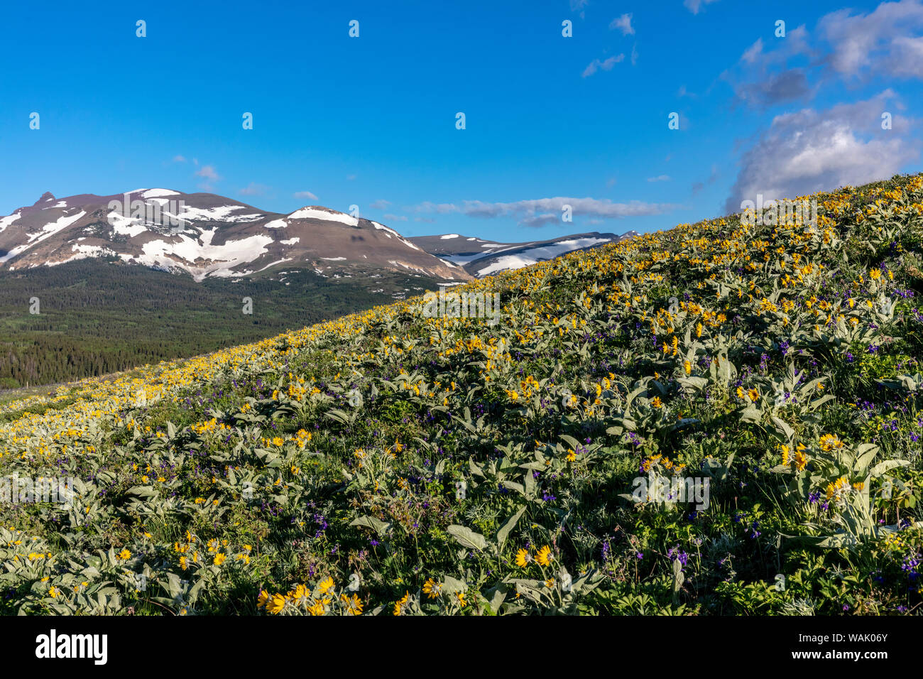 Arrowleaf balsamroot wildflowers along the Rocky Mountain Front near East Glacier, Montana, USA Stock Photo