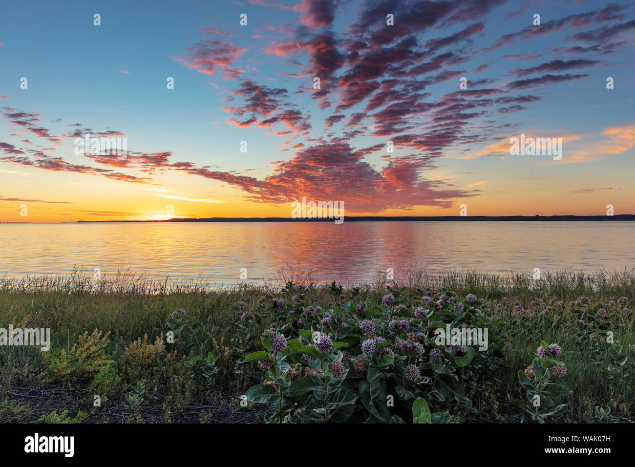 Vivid sunrise clouds over Fort Peck Reservoir and milkweed in the Charles M Russell National Wildlife Refuge near Fort Peck, Montana, USA Stock Photo