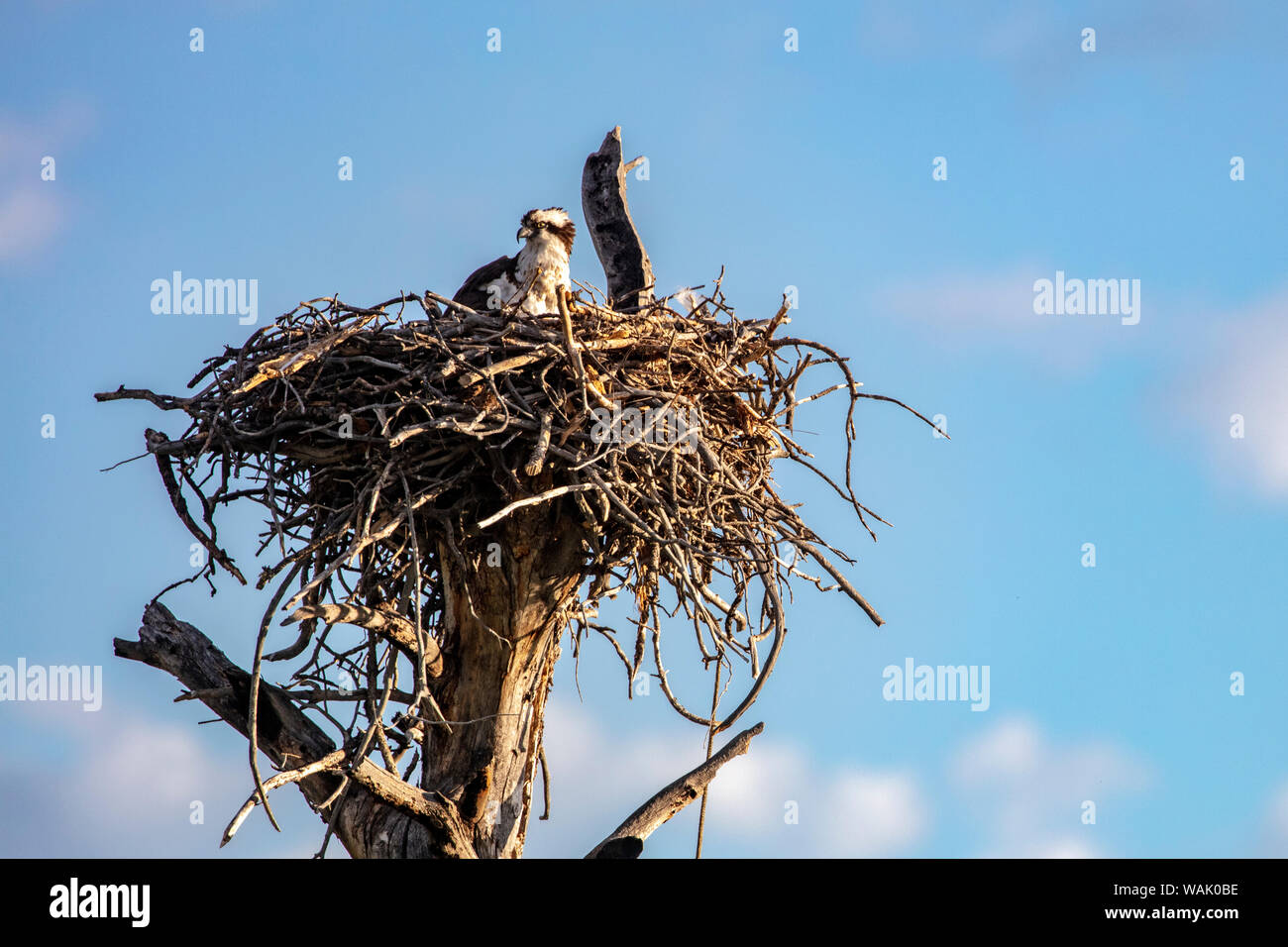 Osprey at nest in the Charles M Russell National Wildlife Refuge near Fort Peck, Montana, USA Stock Photo