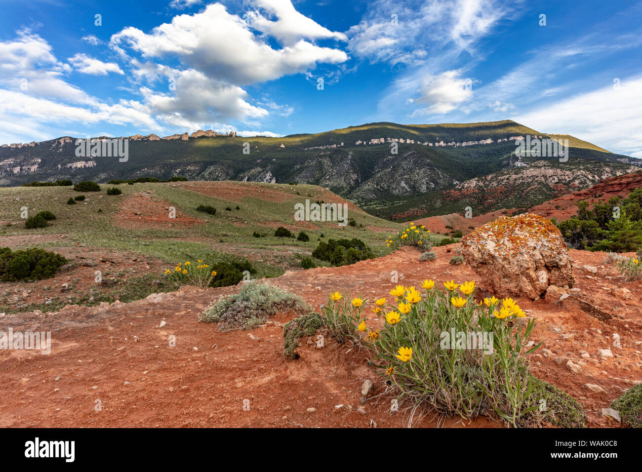 Mule's ears wildflowers in the Pryor Mountains in the Bighorn National Recreation Area, Montana, USA Stock Photo