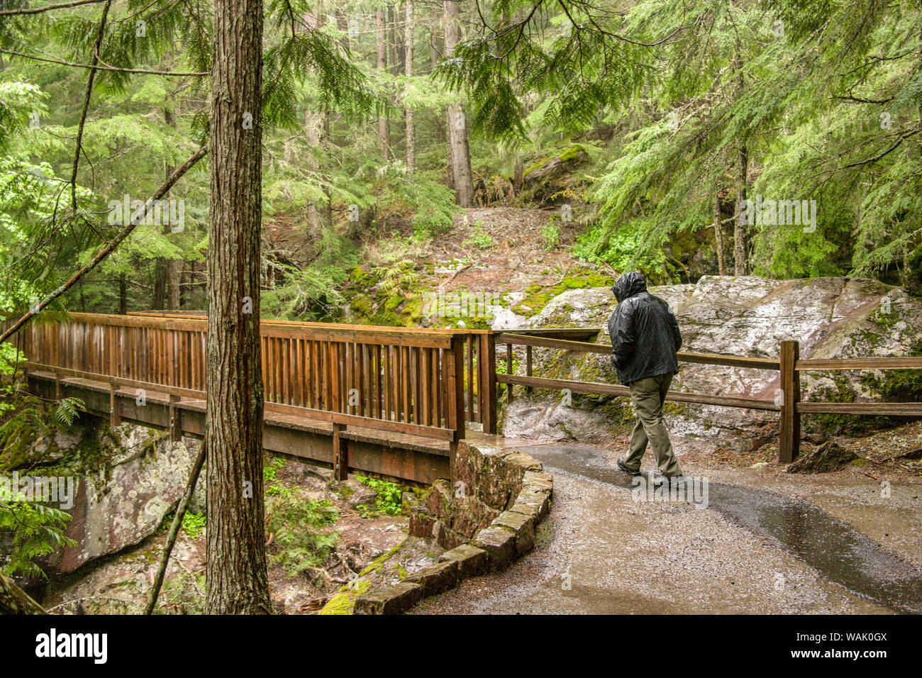 Glacier National Park, Montana, USA. Man about to walk on the Trail of the Cedars bridge over Avalanche Creek, on Going to the Sun Road. (MR) Stock Photo