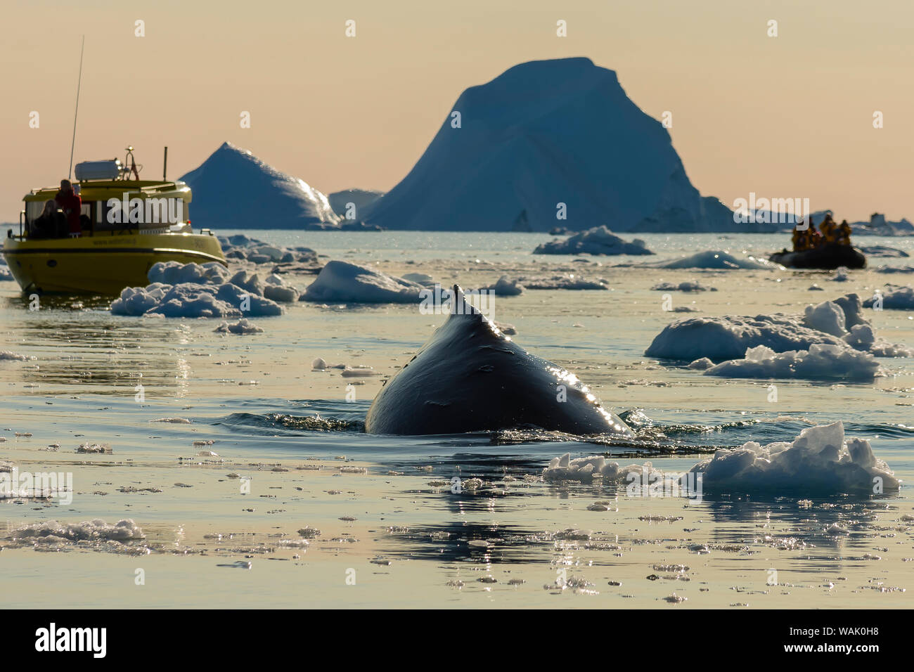 Greenland, Ilulissat. Whale watching in the Icefjord. Stock Photo