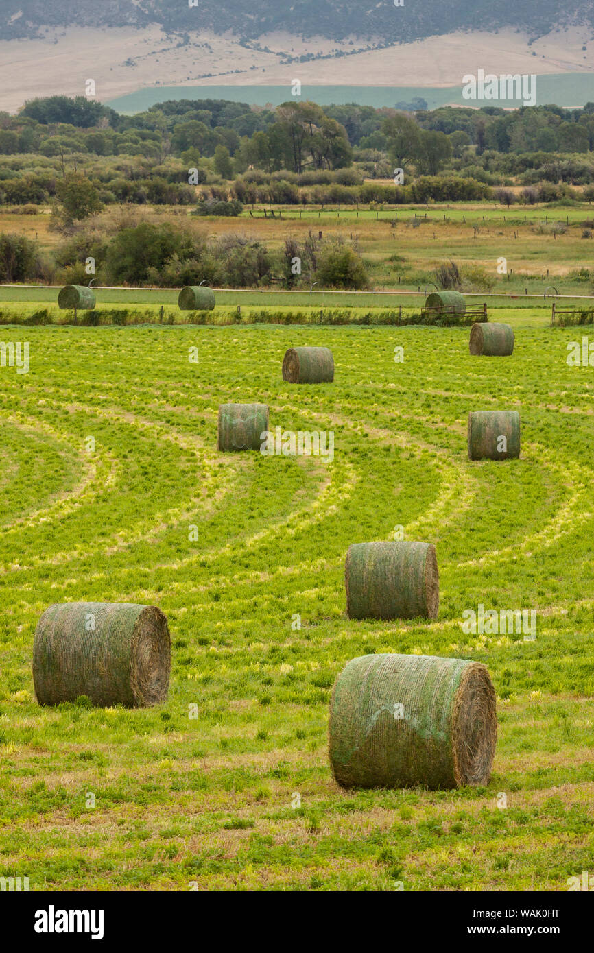 USA, Montana. Bales, or Rounds, of hay in a field that has just been harvested. Stock Photo