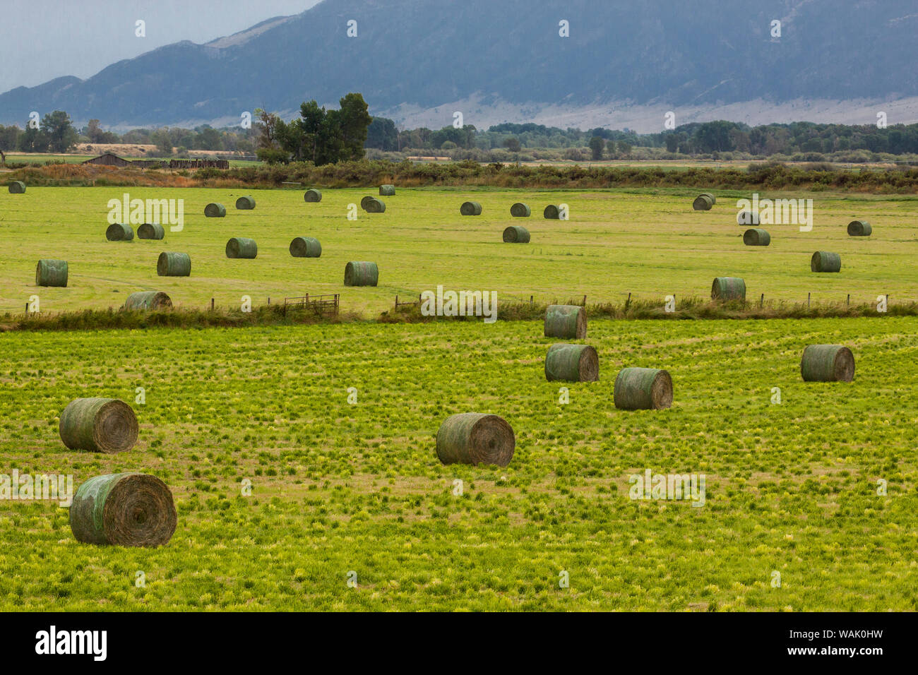 USA, Montana. Bales, or Rounds, of hay in a field that has just been harvested. Stock Photo