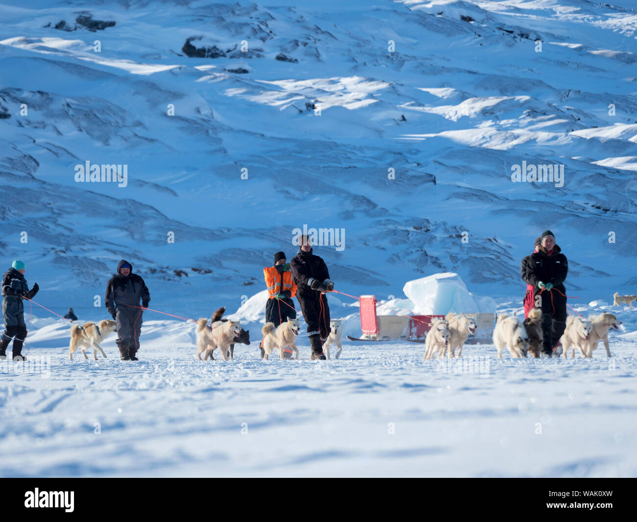 Sled dog race on frozen fjord, Saatut near Uummannaq. The dog teams are approaching the start. Qualifier for the Greenland Championships 2018. (Editorial Use Only) Stock Photo