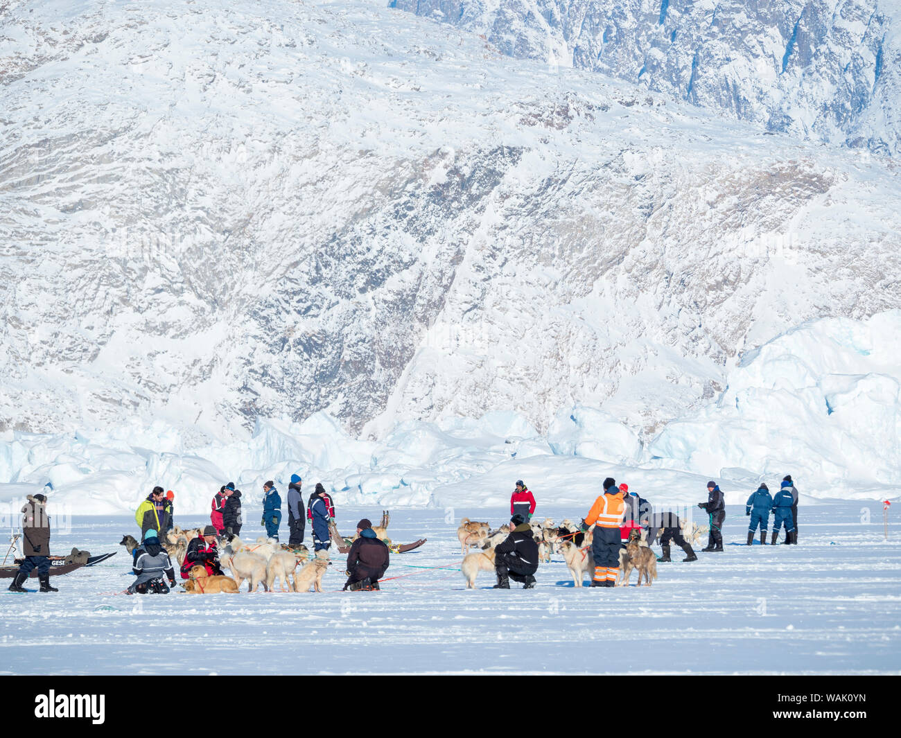 Sled dog race on frozen fjord, Saatut near Uummannaq. Harnessing and getting ready for the start. Qualifier for the Greenland Championships 2018. (Editorial Use Only) Stock Photo