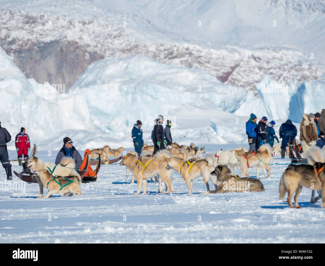 Dog sled race on the frozen fjord at Saatut at Uummannaq. Start preparation. Official Uummannaq race to qualify for the 2018 Greenland Championship. Greenland. (Editorial Use Only) Stock Photo