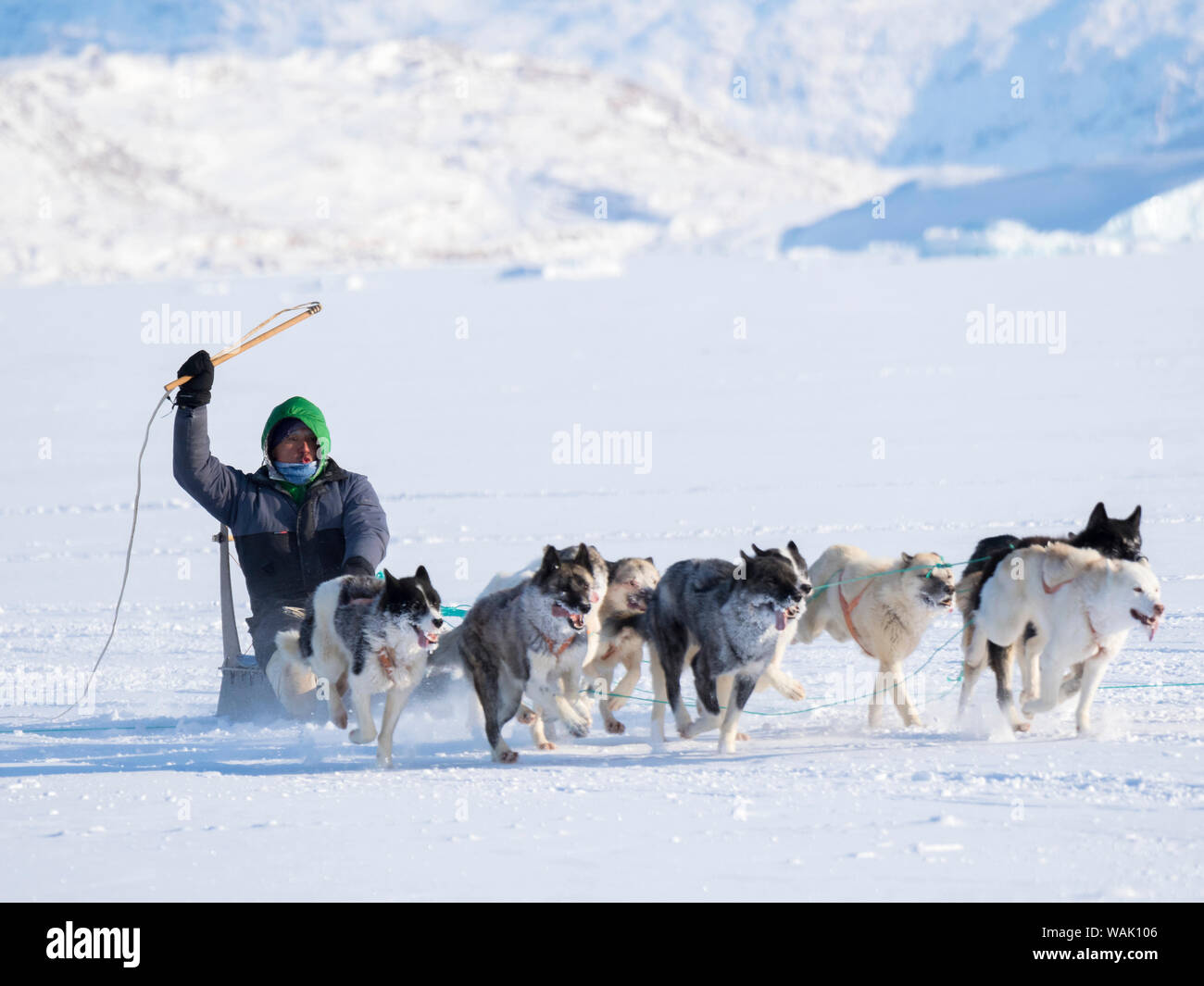 Sled dog race on frozen fjord, Saatut near Uummannaq. The finish of Anton Street, winner. Qualifier for the Greenland Championships 2018. (Editorial Use Only) Stock Photo
