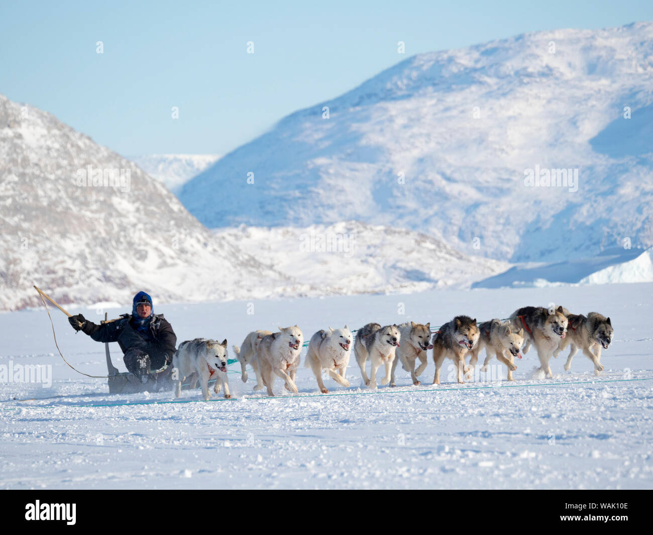 Sled dog race on frozen fjord, Saatut near Uummannaq. The finish of Hans II Petersen, third place. Qualifier for the Greenland Championships 2018. (Editorial Use Only) Stock Photo