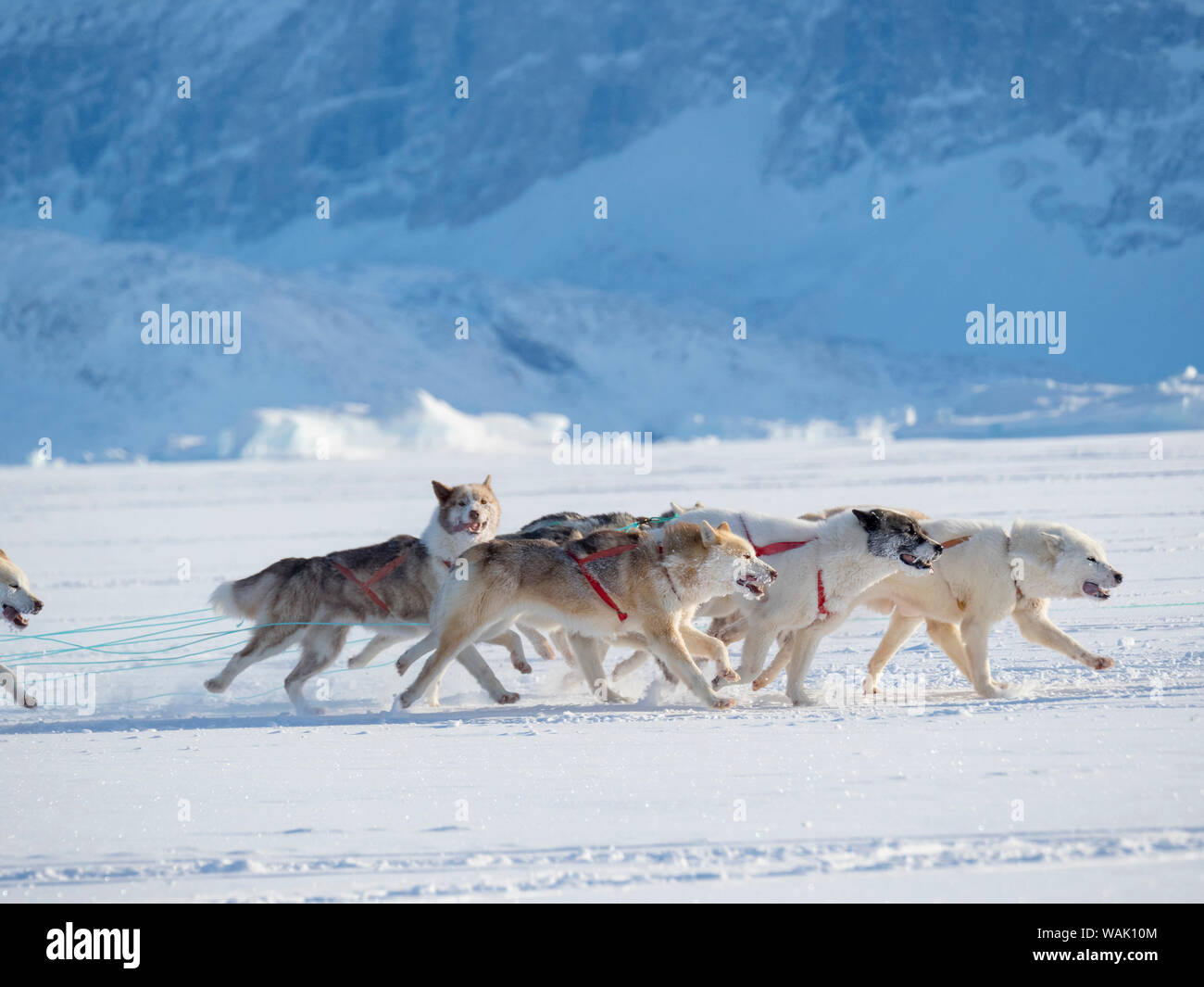 Sled dog race finish on frozen fjord, Saatut near Uummannaq. Qualifier for the Greenland Championships 2018. (Editorial Use Only) Stock Photo