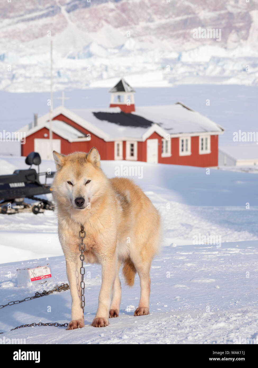 Saatut fishing village during winter in the Uummannaq Fjord, north of the polar circle. Sled dog. Greenland. Stock Photo