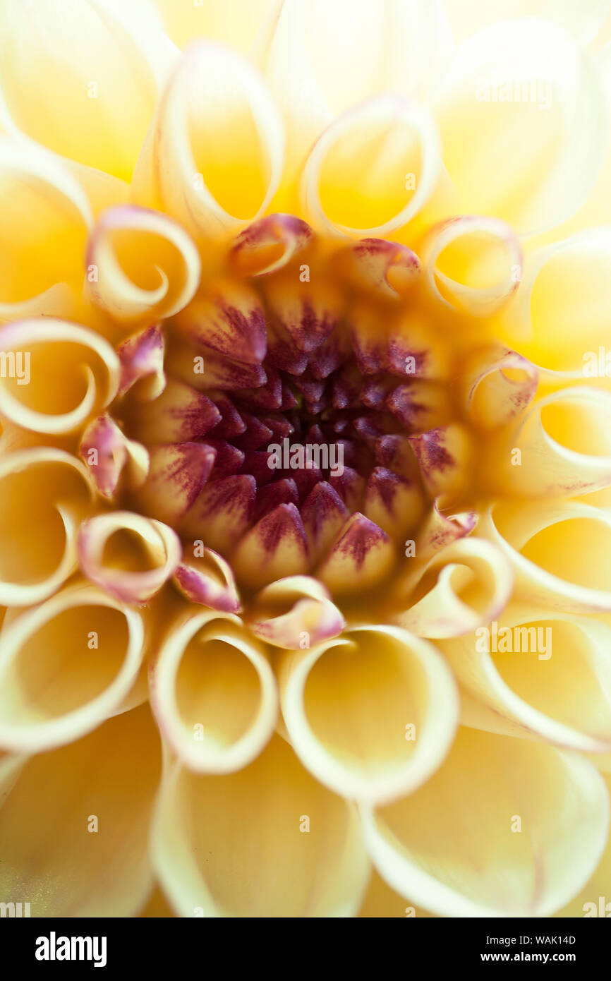 photo Abstract Chrysanthemum Images https www alamy com chrysanthemum flower background macro high quality prints modern texture home decoration digital posters beautiful graphic abstract art smooth colorfu image264720077 html