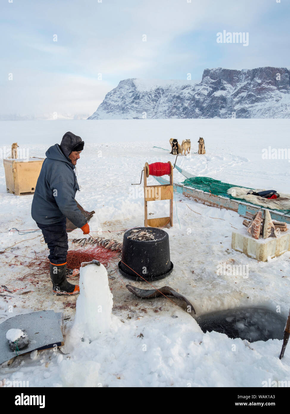 Fishermen in the Uummannaq Fjord System, Greenland. The fjords are frozen during winter, the fishermen use sleds to drive to holes in the ice. They lower lines with bait down to 1000 meters. (Editorial Use Only) Stock Photo