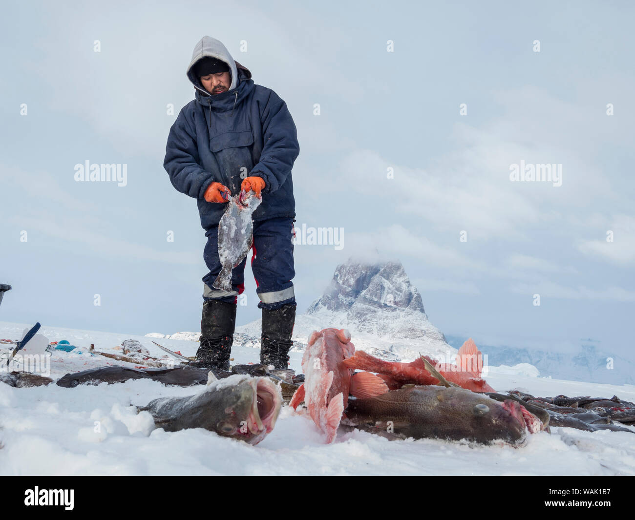 Fishermen in the Uummannaq Fjord System, Greenland. The fjords are frozen during winter, the fishermen use sleds to drive to holes in the ice. They lower lines with bait down to 1000 meters. (Editorial Use Only) Stock Photo