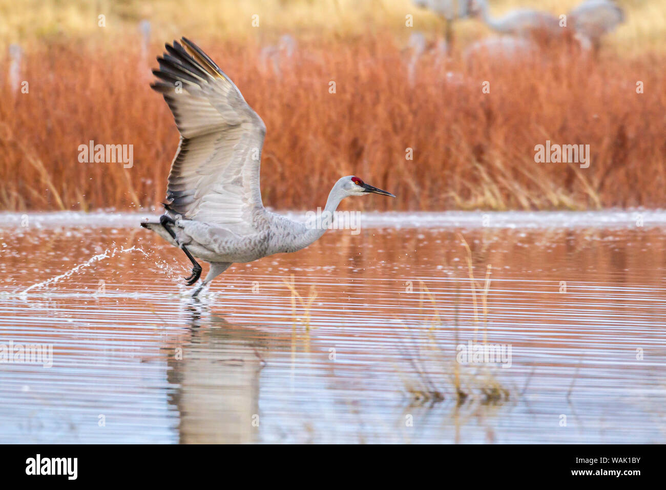USA, New Mexico, Bosque del Apache National Wildlife Refuge. Sandhill crane flying from water. Credit as: Cathy & Gordon Illg / Jaynes Gallery / DanitaDelimont.com Stock Photo