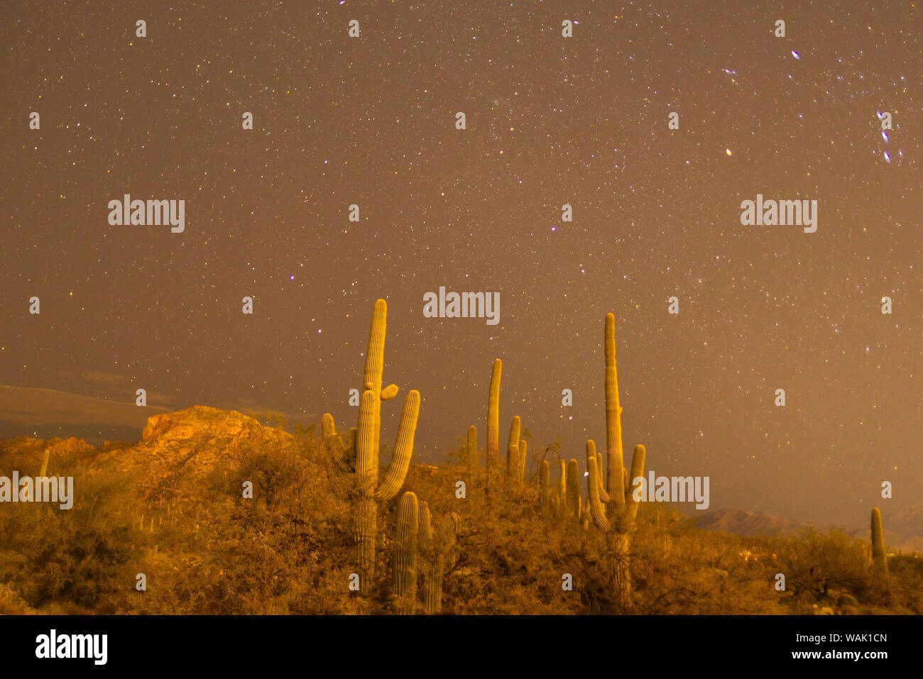 USA, Arizona, Sabino Canyon Recreation Area. Saguaro cactus and stars at night. Credit as: Cathy & Gordon Illg / Jaynes Gallery / DanitaDelimont.com Stock Photo