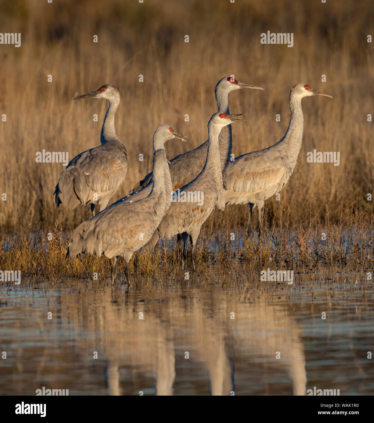 Sandhill cranes gathering before morning liftoff to feed, Grus