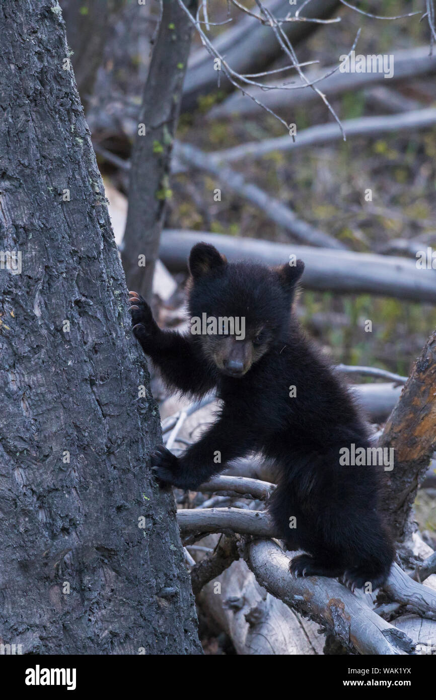 Baby black bear hi-res stock photography and images - Alamy
