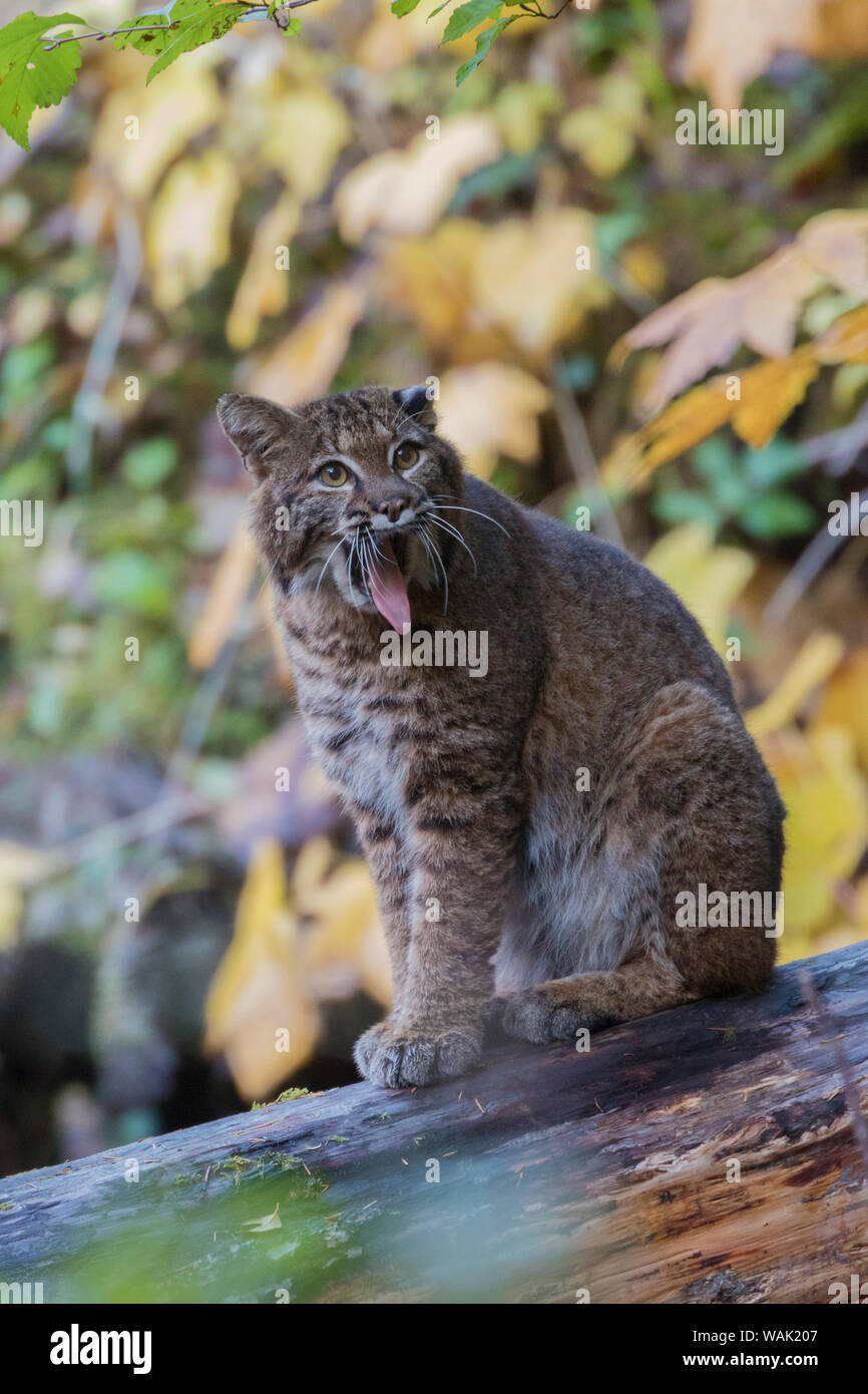 Bobcat yawning Stock Photo