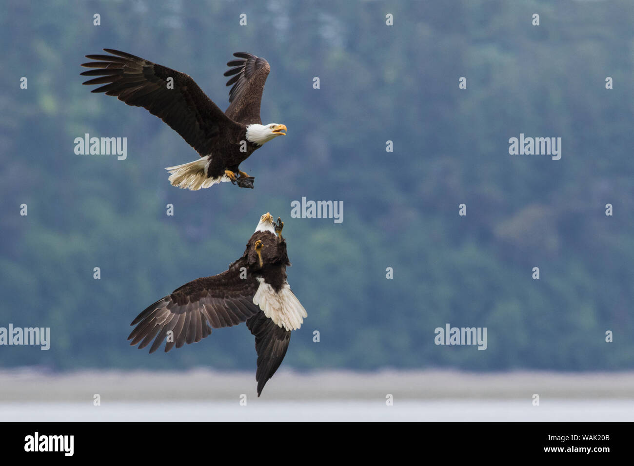 Bald eagle pair battle over morsel of food Stock Photo