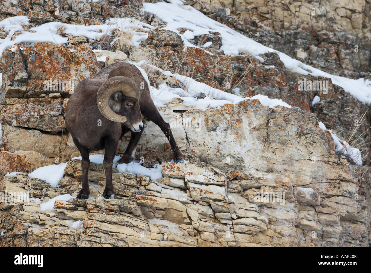 Bighorn sheep ram rocky hillside Stock Photo - Alamy