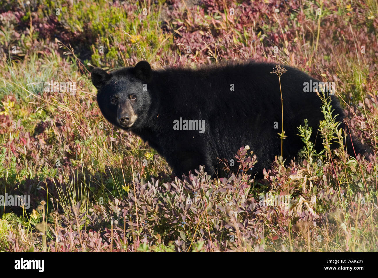 Black bear autumn huckleberry Stock Photo