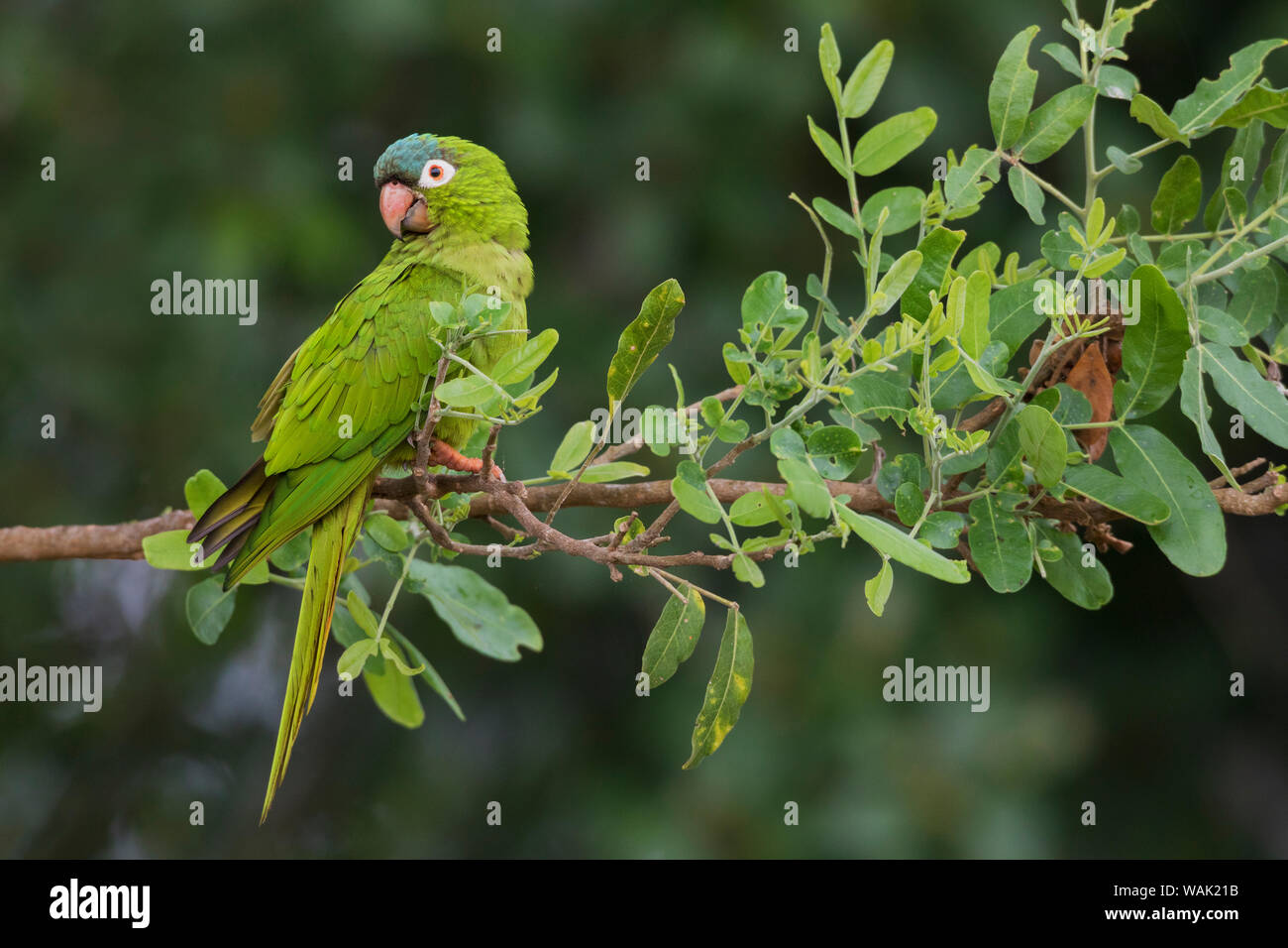 Blue-crowned parakeet Stock Photo