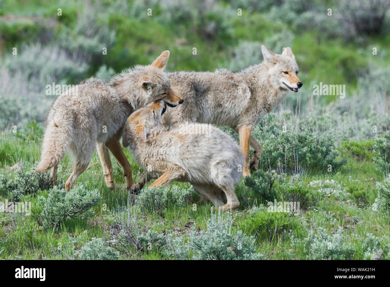 Coyote family greeting Stock Photo