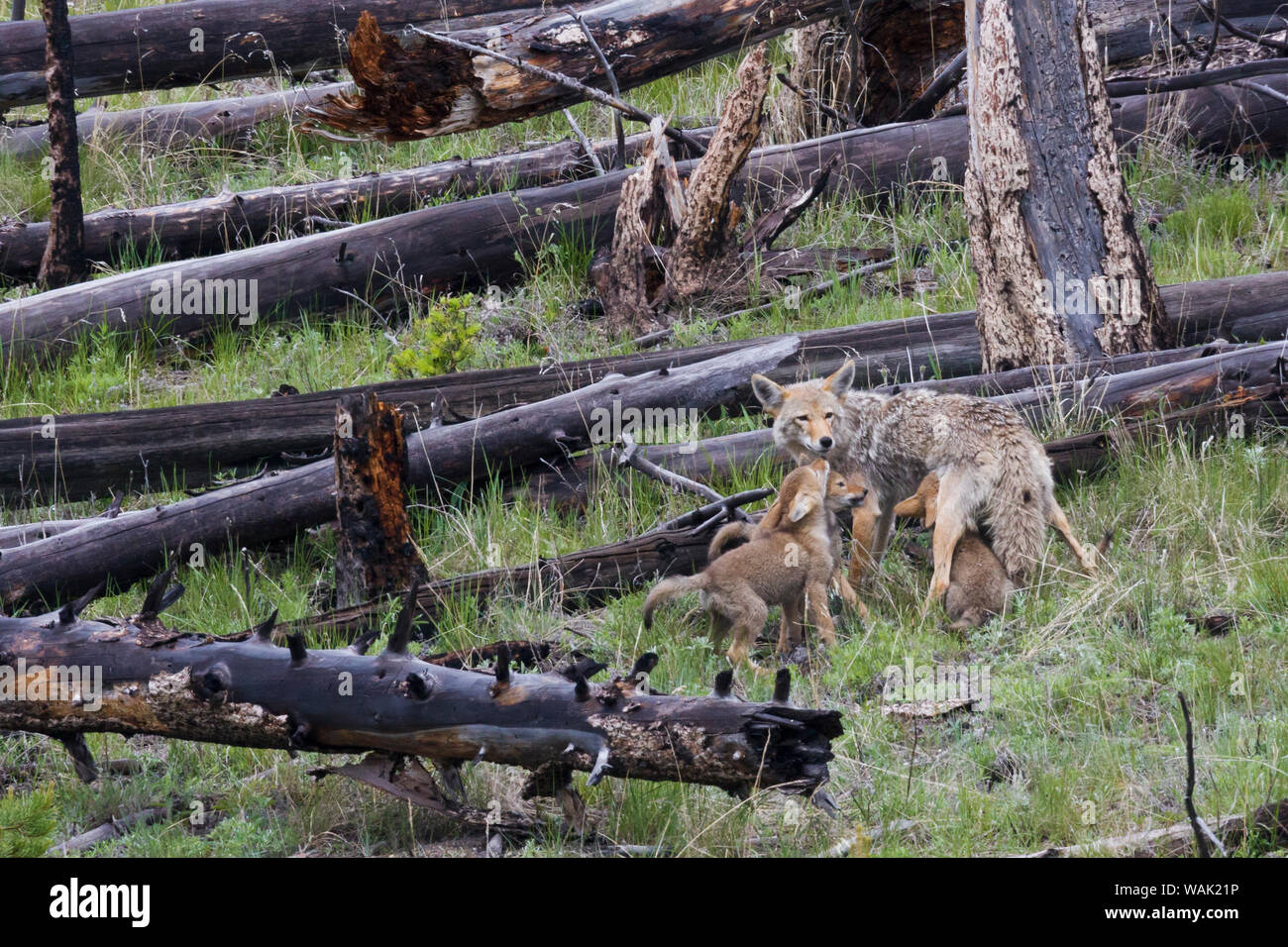 Coyote mother nursing pups Stock Photo Alamy