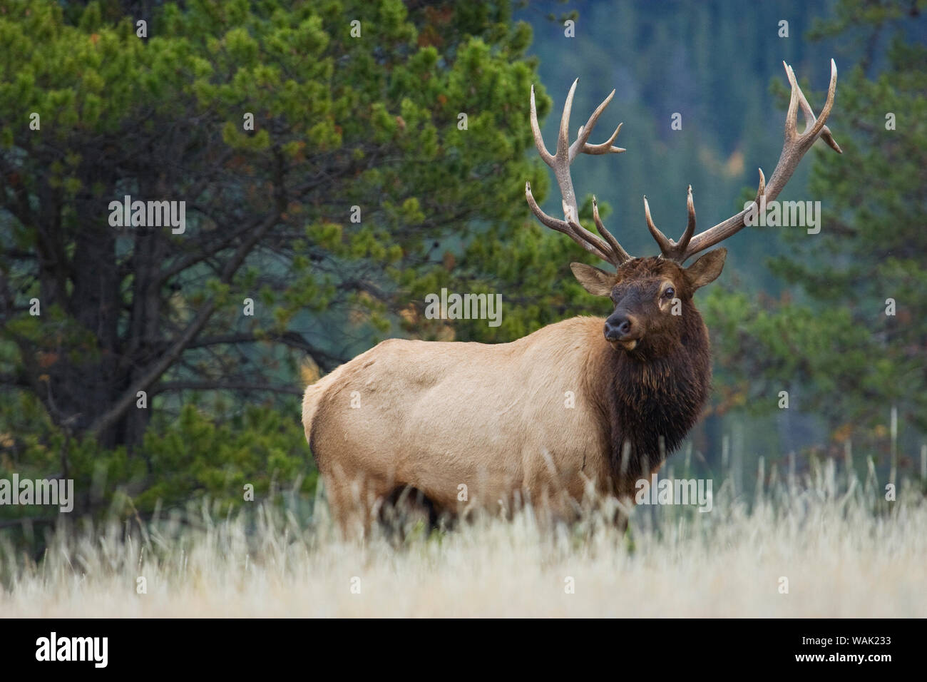 Rocky Mountain bull elk Stock Photo